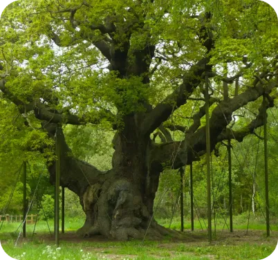 Forêt de Sherwood